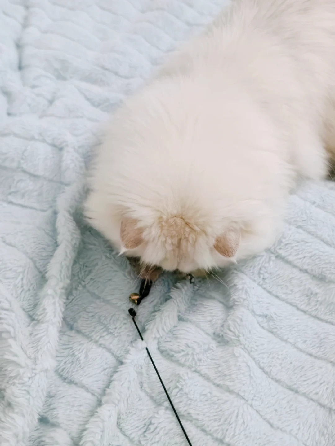 爱玩逗猫棒的小猫
