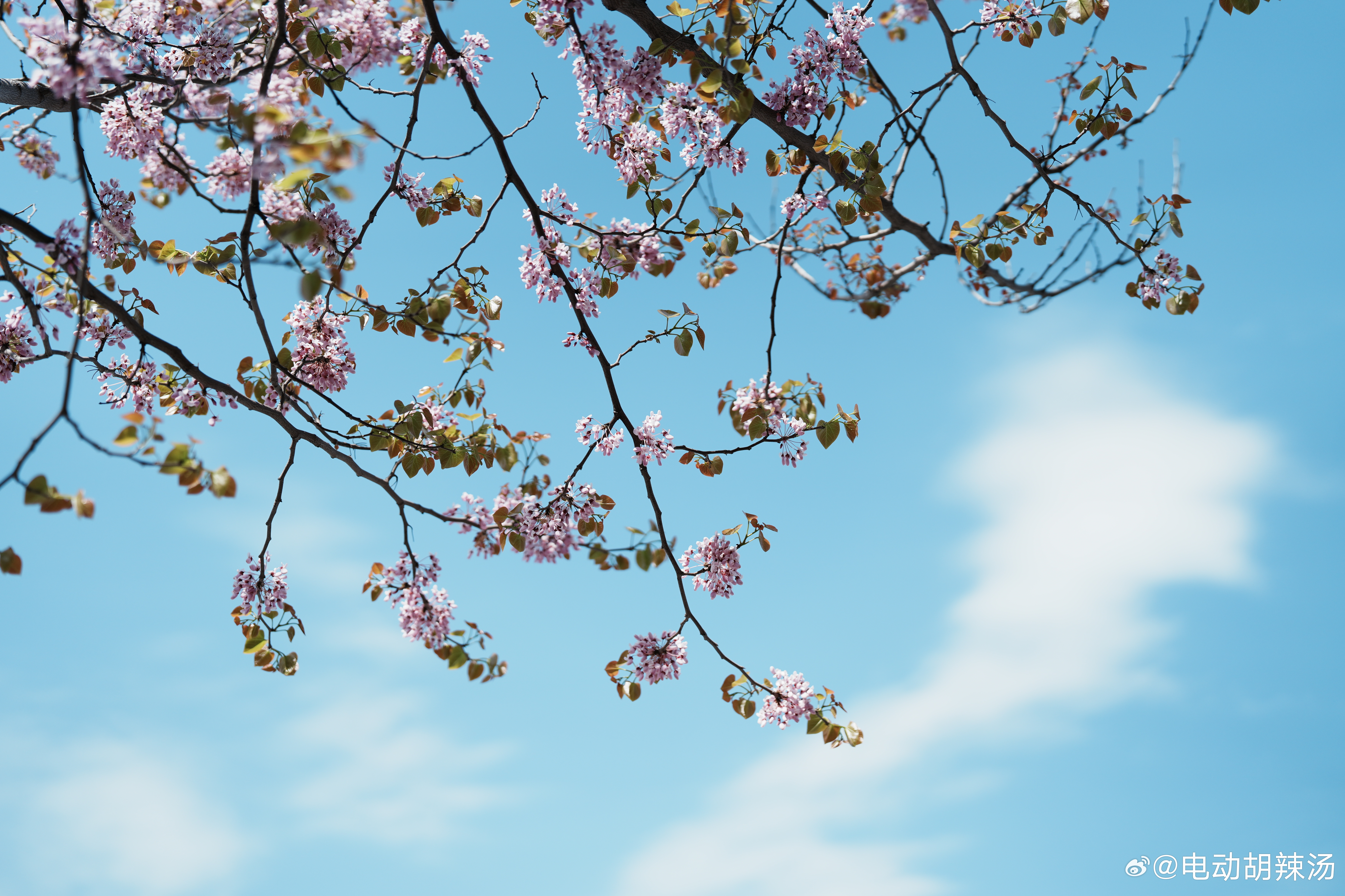 估计是相机选了创意外观的原因，照片颜色直接变成这种带点日系感觉的色彩了，还挺好看