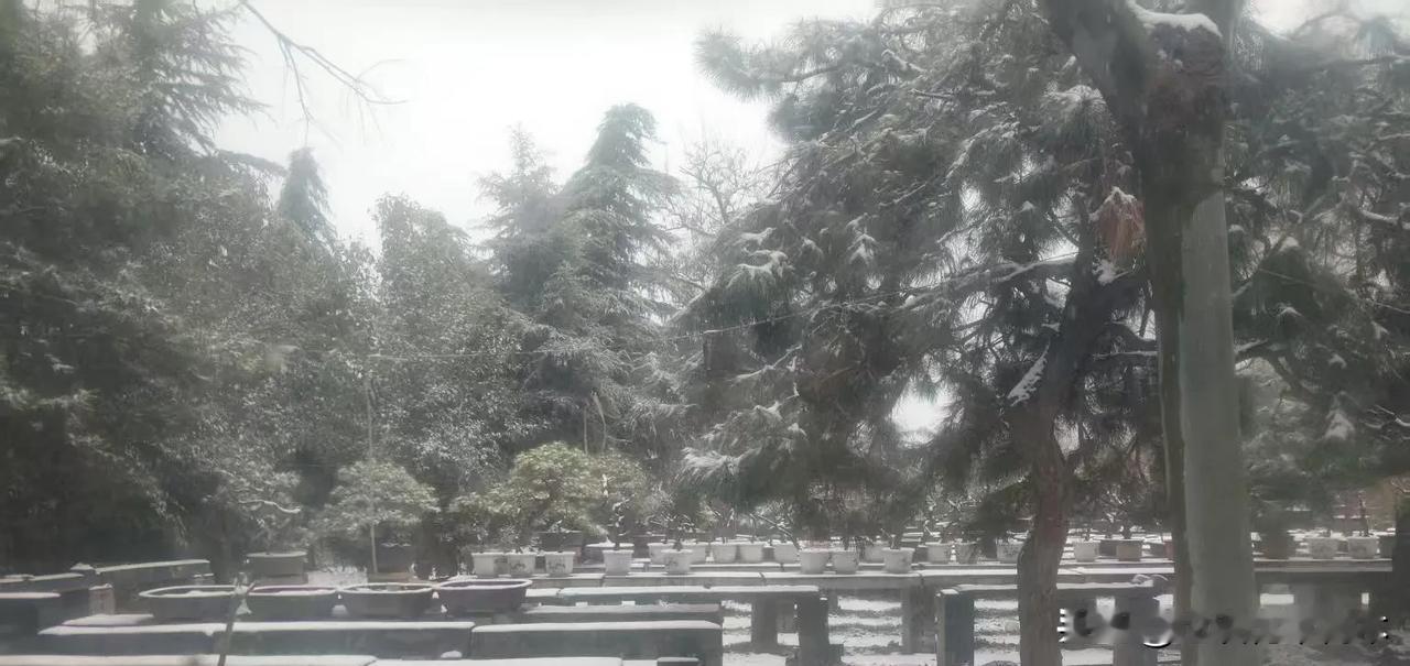 郑州下雪了