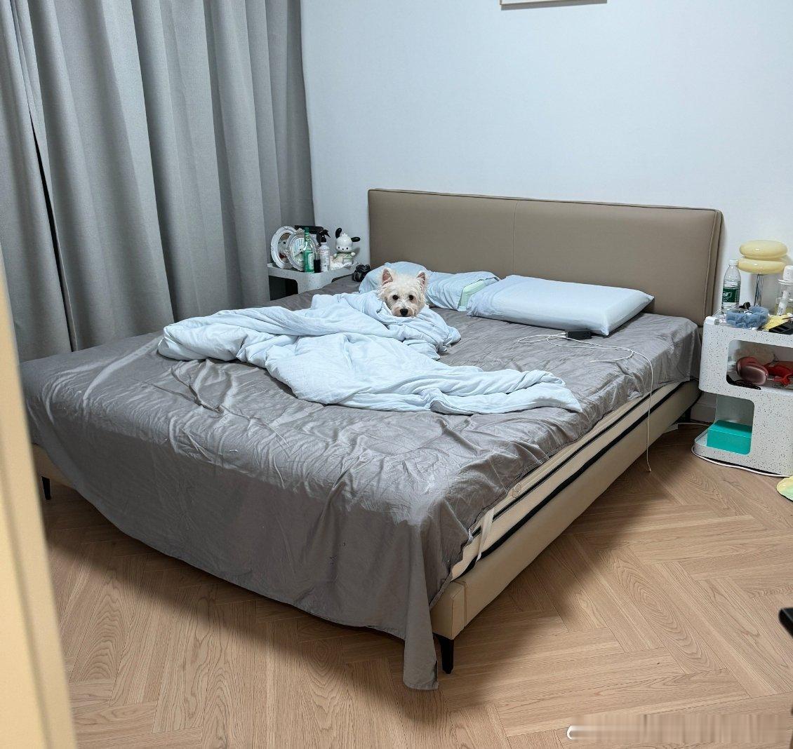 不呆裹着被子的小呆🐶 