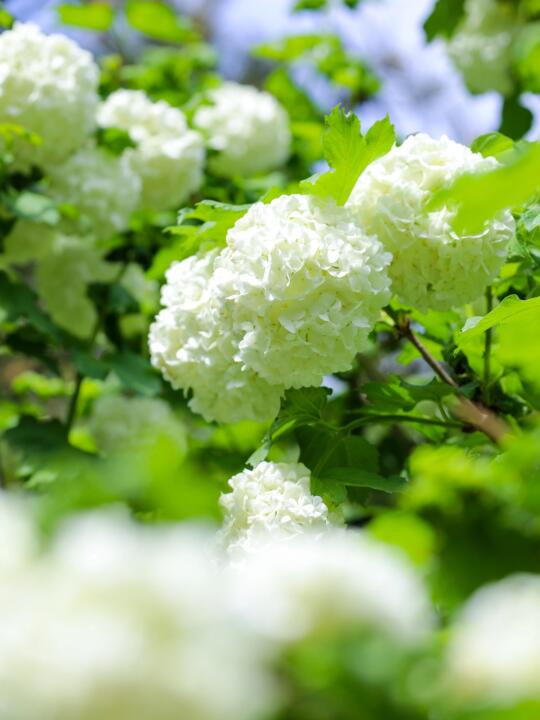 4.25实拍📷二环内的宝藏公园，绣球花开爆啦