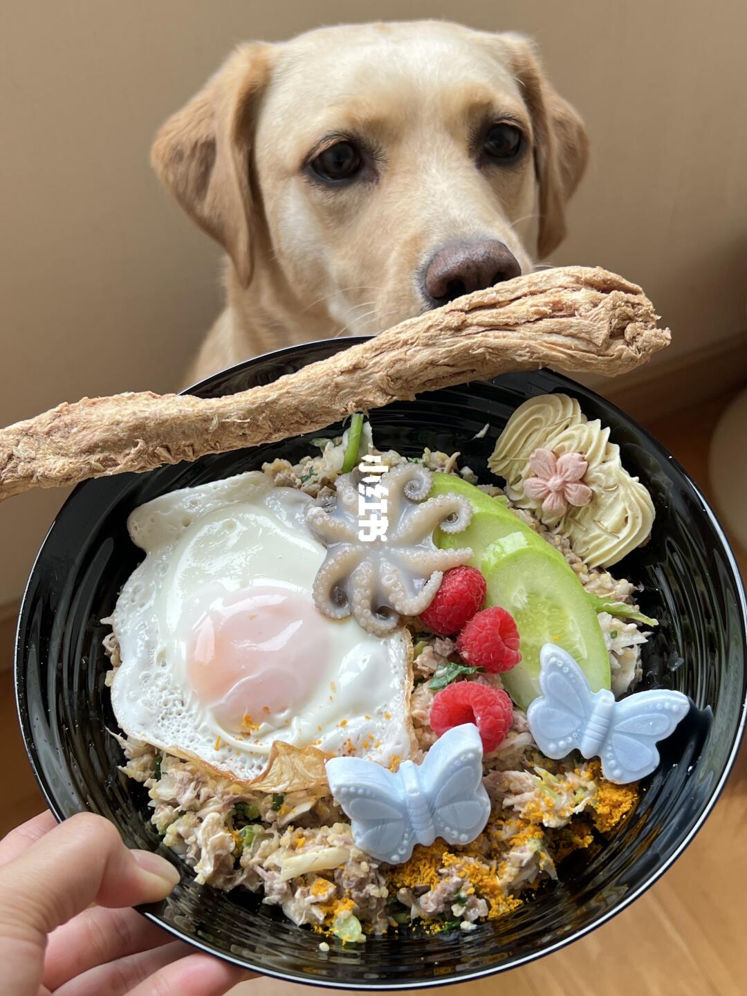 2个月以来的狗饭记录