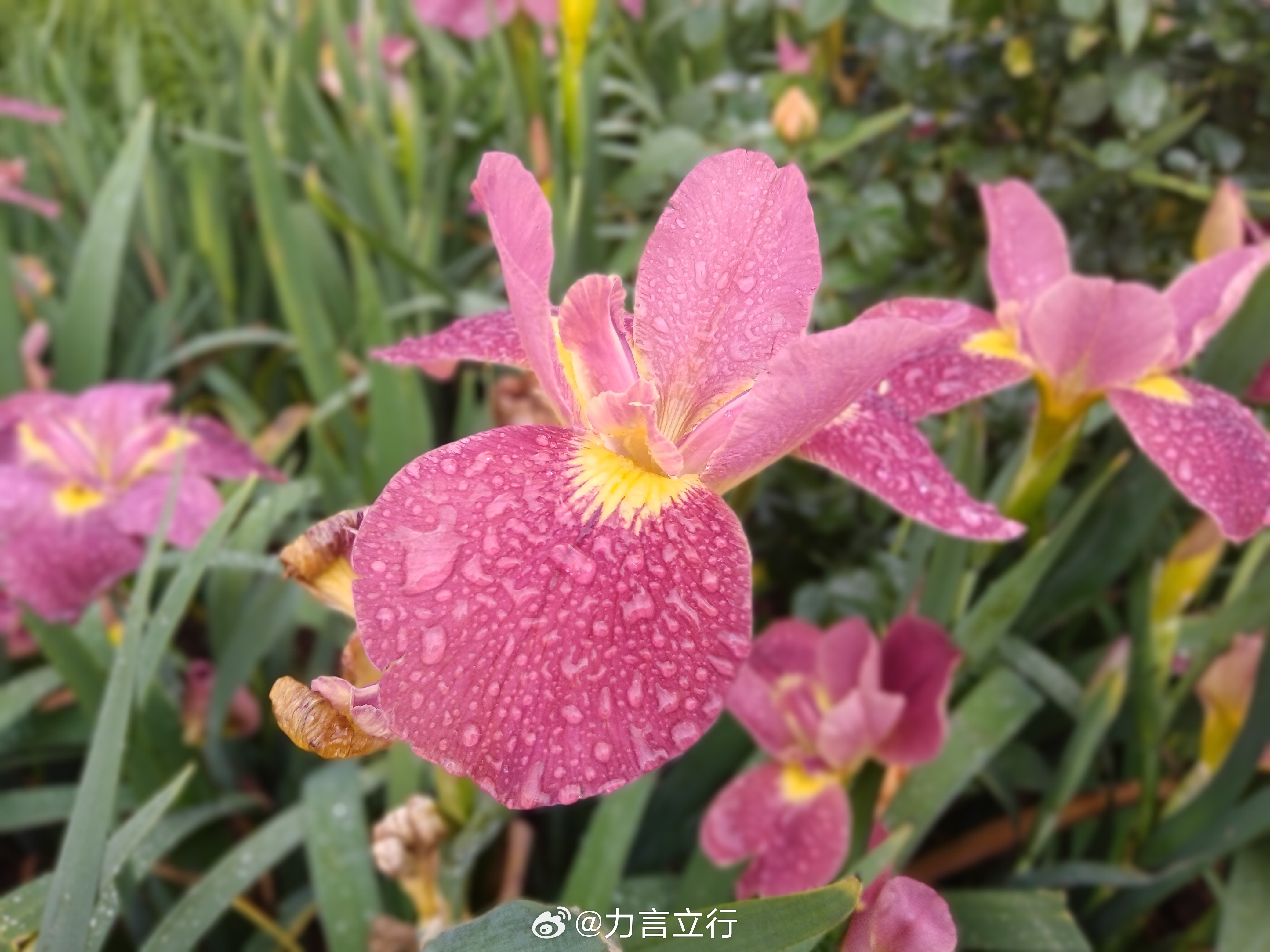 花花花花广东花花花花 今天去看了2026大湾区花展，深圳未来十天的顶流！到了大湾