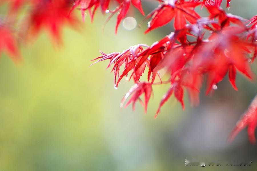 #秋日生活记录#吟红枫
不次桃花三月红，
农家垄田斗北风。
丹艳岂赖春雷动
劲节