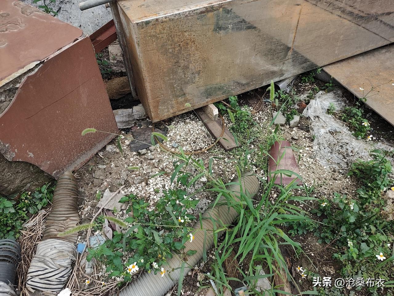 看见毛草，工厂打工，我不感觉孤单了。