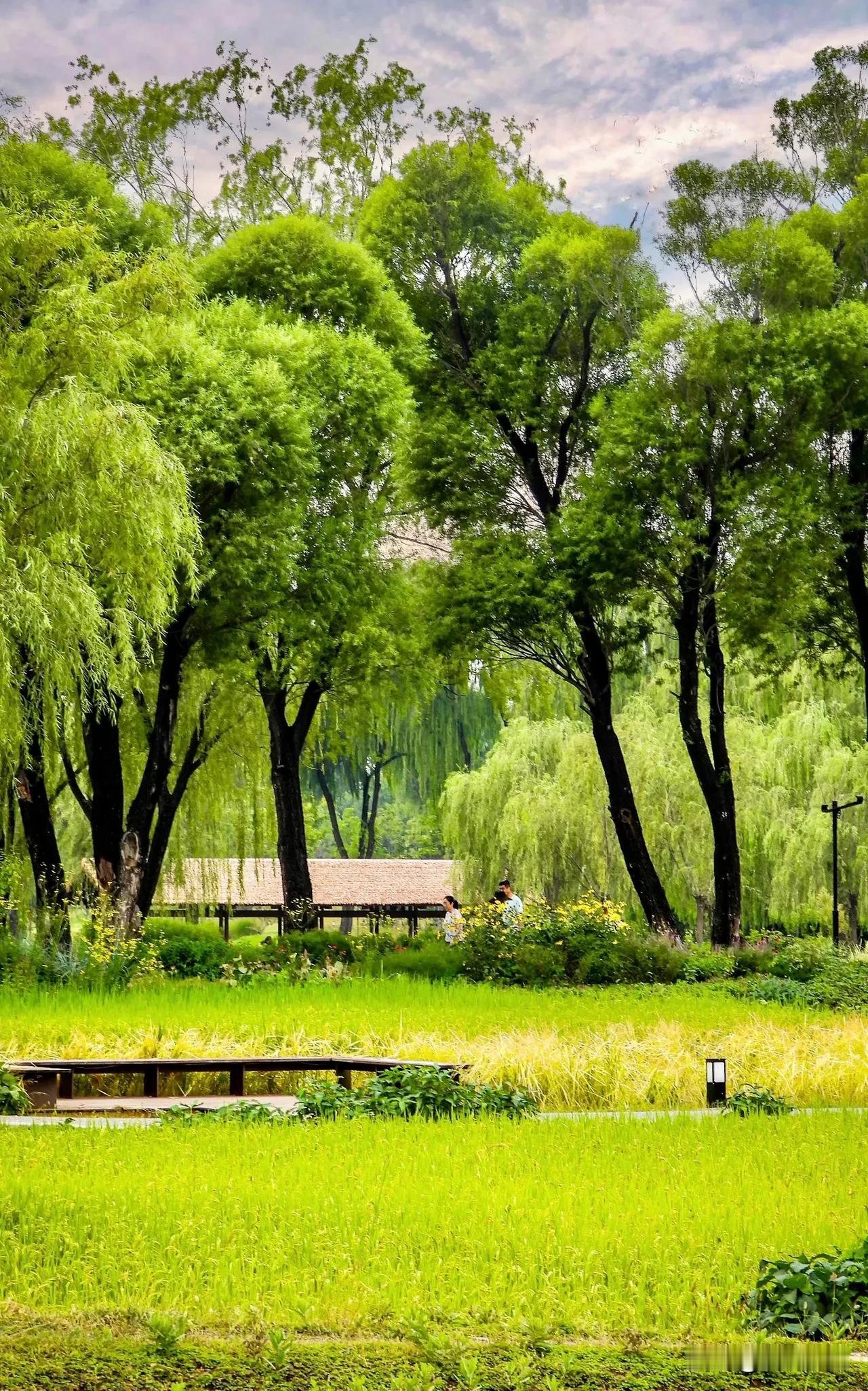 颐和园外六郎庄

出颐和园西门，便觉喧嚣渐远。游人如织的嘈杂，仿佛被一道无形的屏