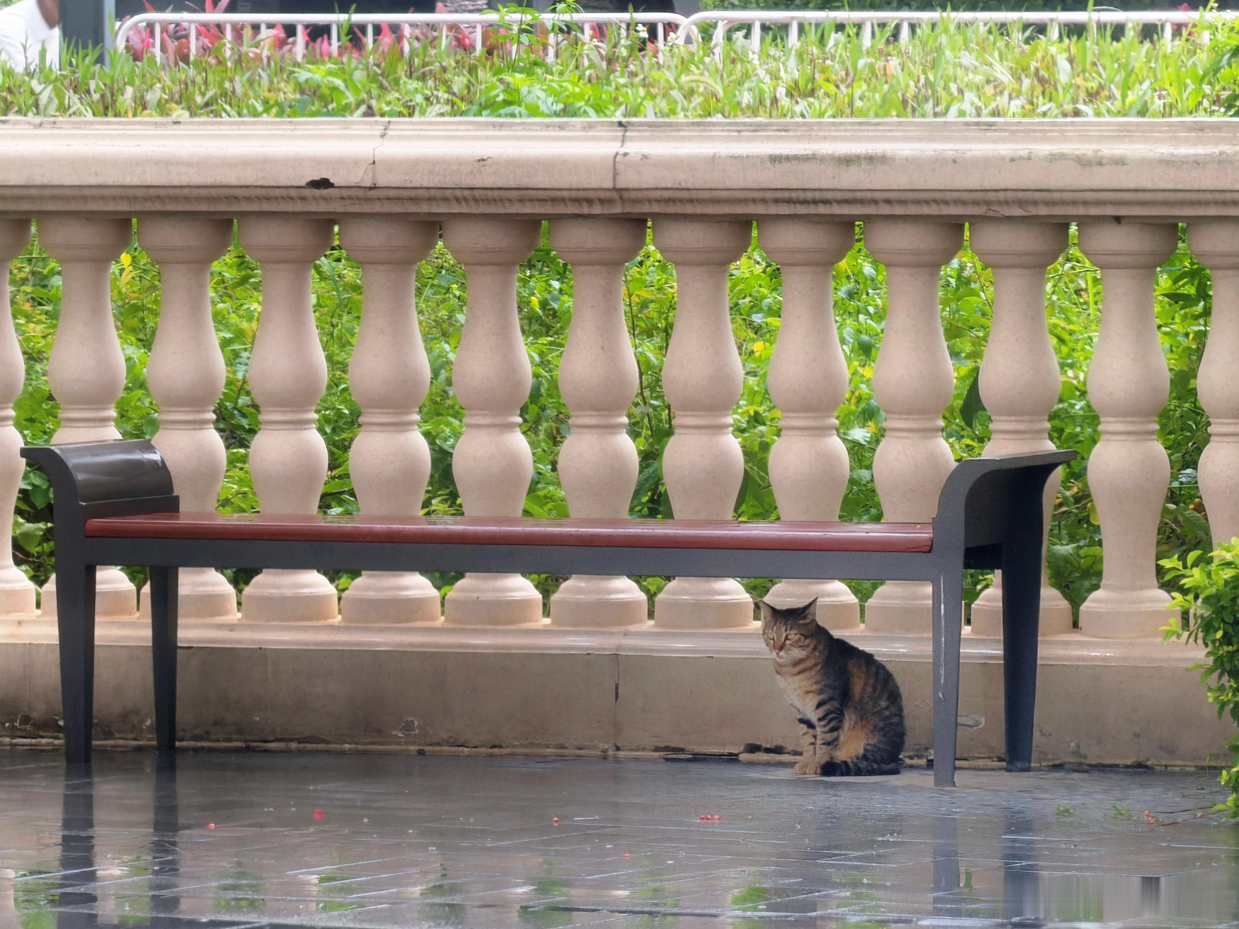 躲雨小🐱 