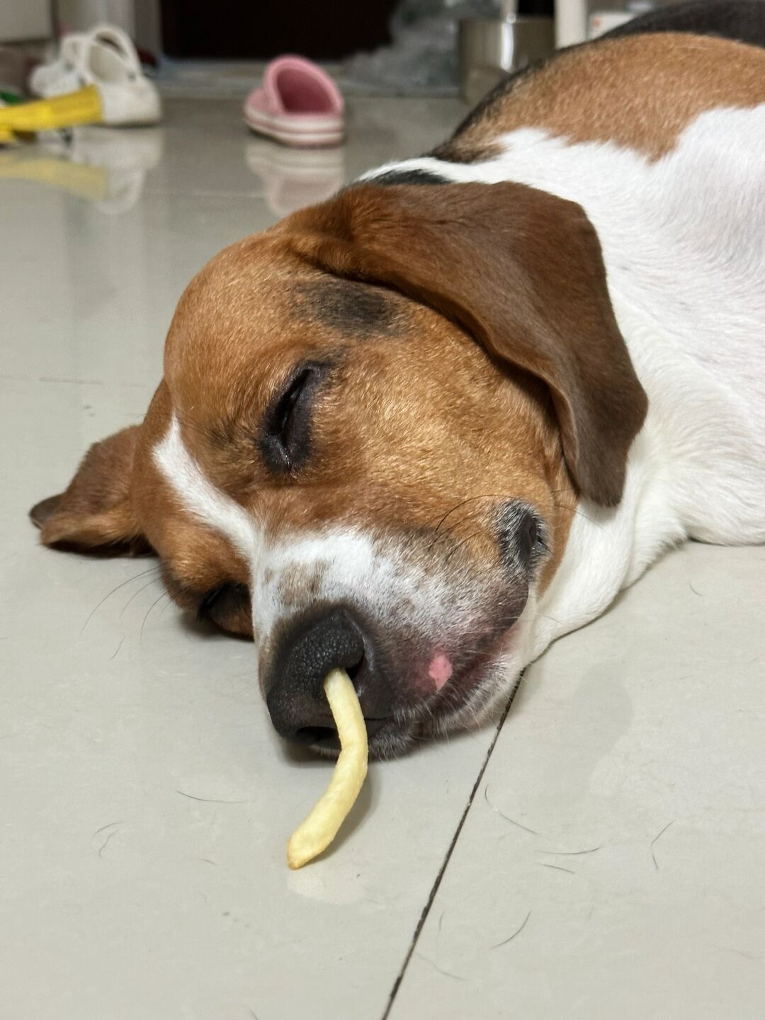 狗：好像做了一个薯条味的梦～ ​​​