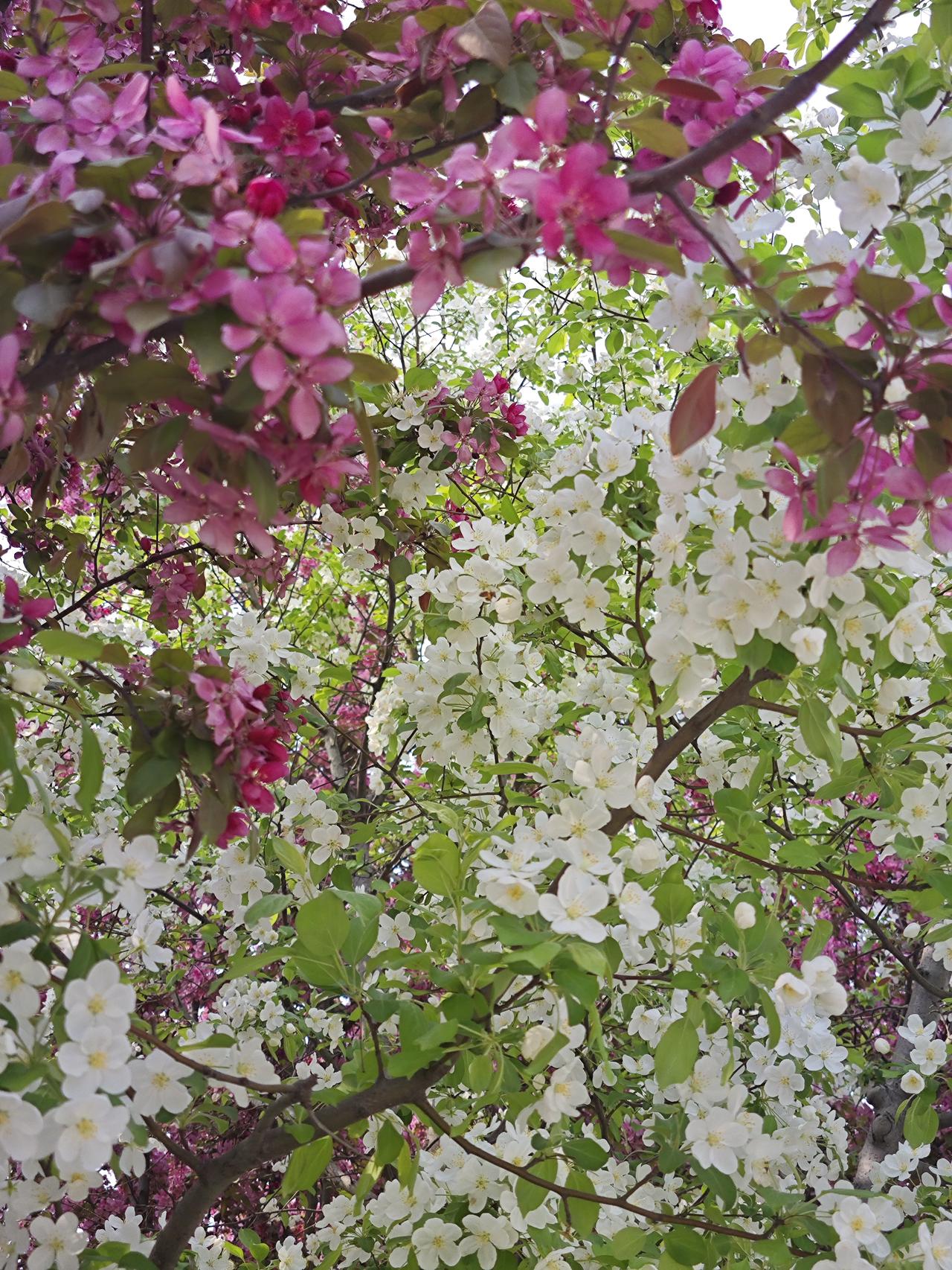 它让我们在忙碌生活里停下脚步，回望来路，铭记先辈的养育与付出。通过祭扫与缅怀，我