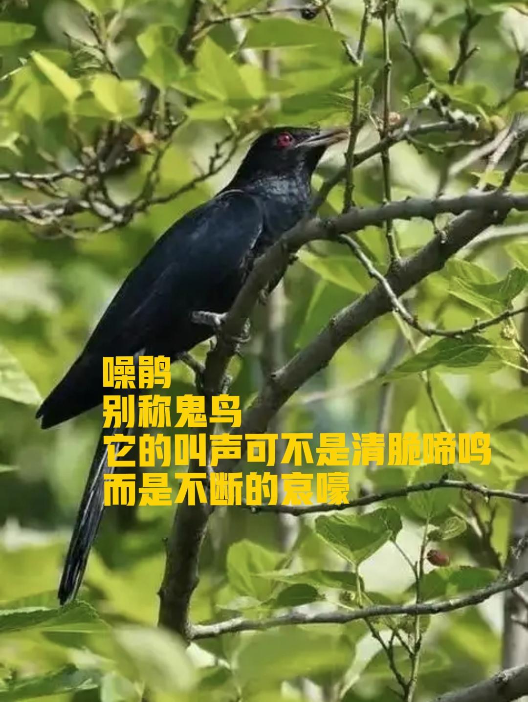 深圳知名高中校长的一封回复信，把噪鹃这种鸟给带火了，内地一所学校的朋友问我，这鸟