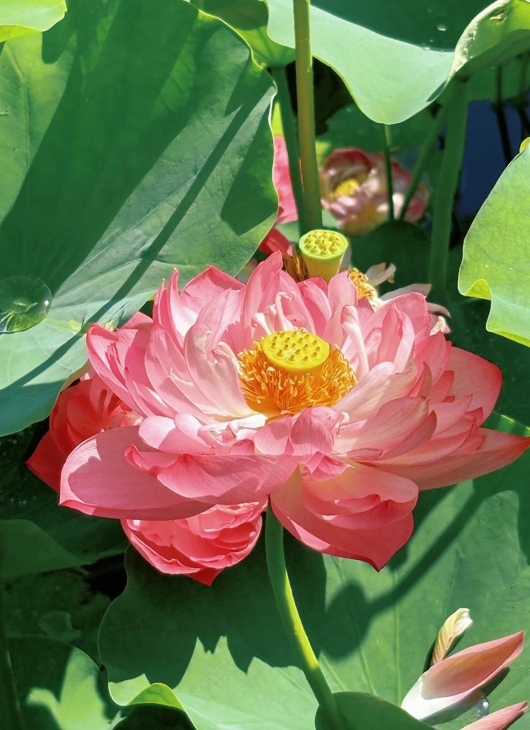 0000荷花种植方法一、选购荷花种子或幼苗，可选择已经培育好的幼苗或工程上常用的