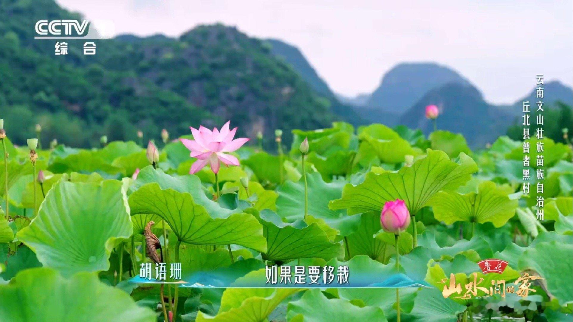 云南一村集齐300多种荷花云南的荷花，三百种品种真是大开眼界！每一种都美得让人陶