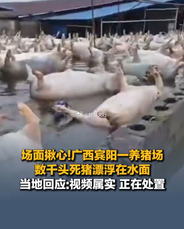 数千头死猪中一头活猪游向船只 连日强降雨致广西多地洪涝成灾，宾阳一养猪场遭洪水倒