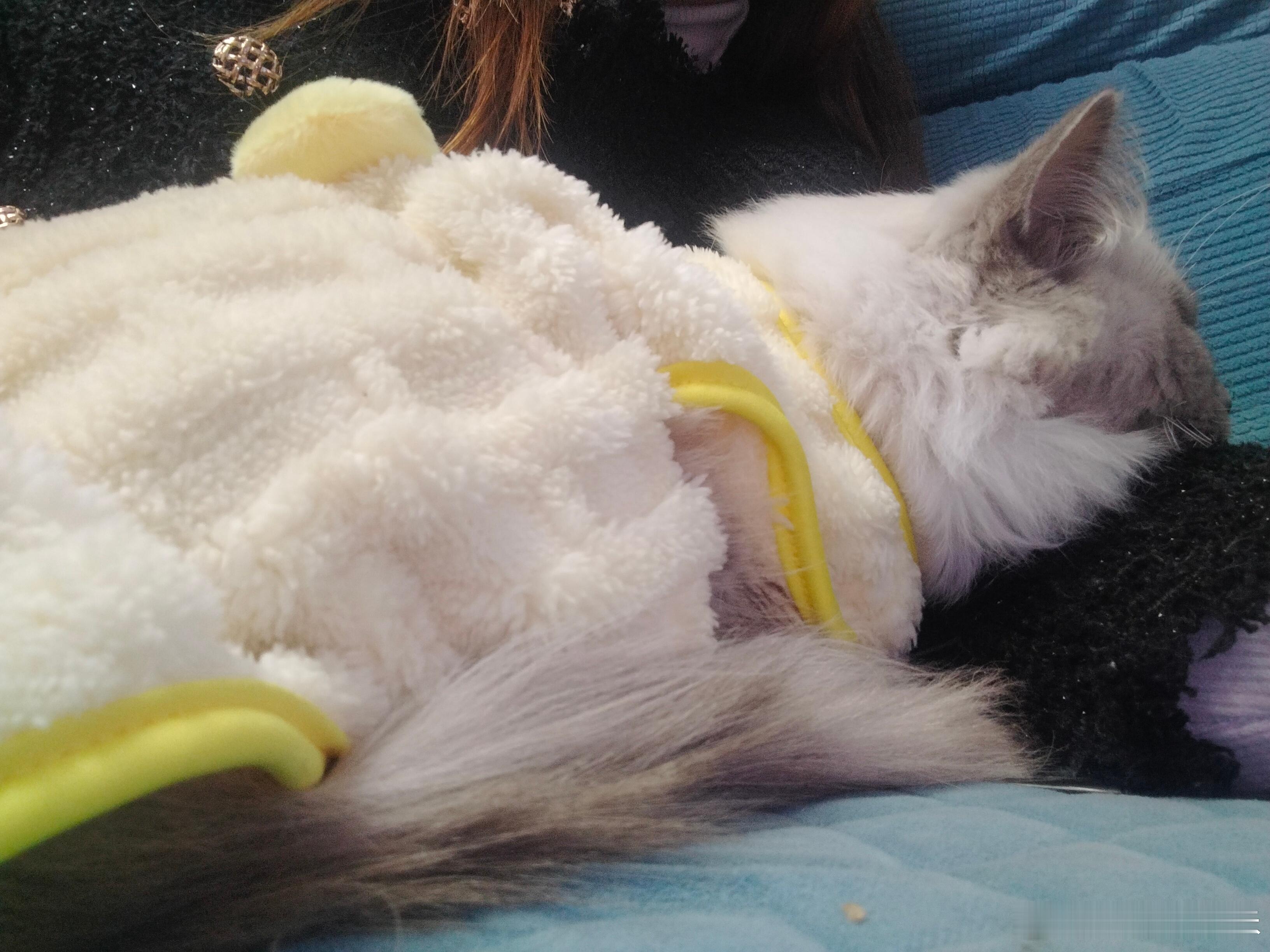 天冷了，就爱粘人，我在哪里它就蹲哪里，非要挨着我，毛孩子粘人！ 