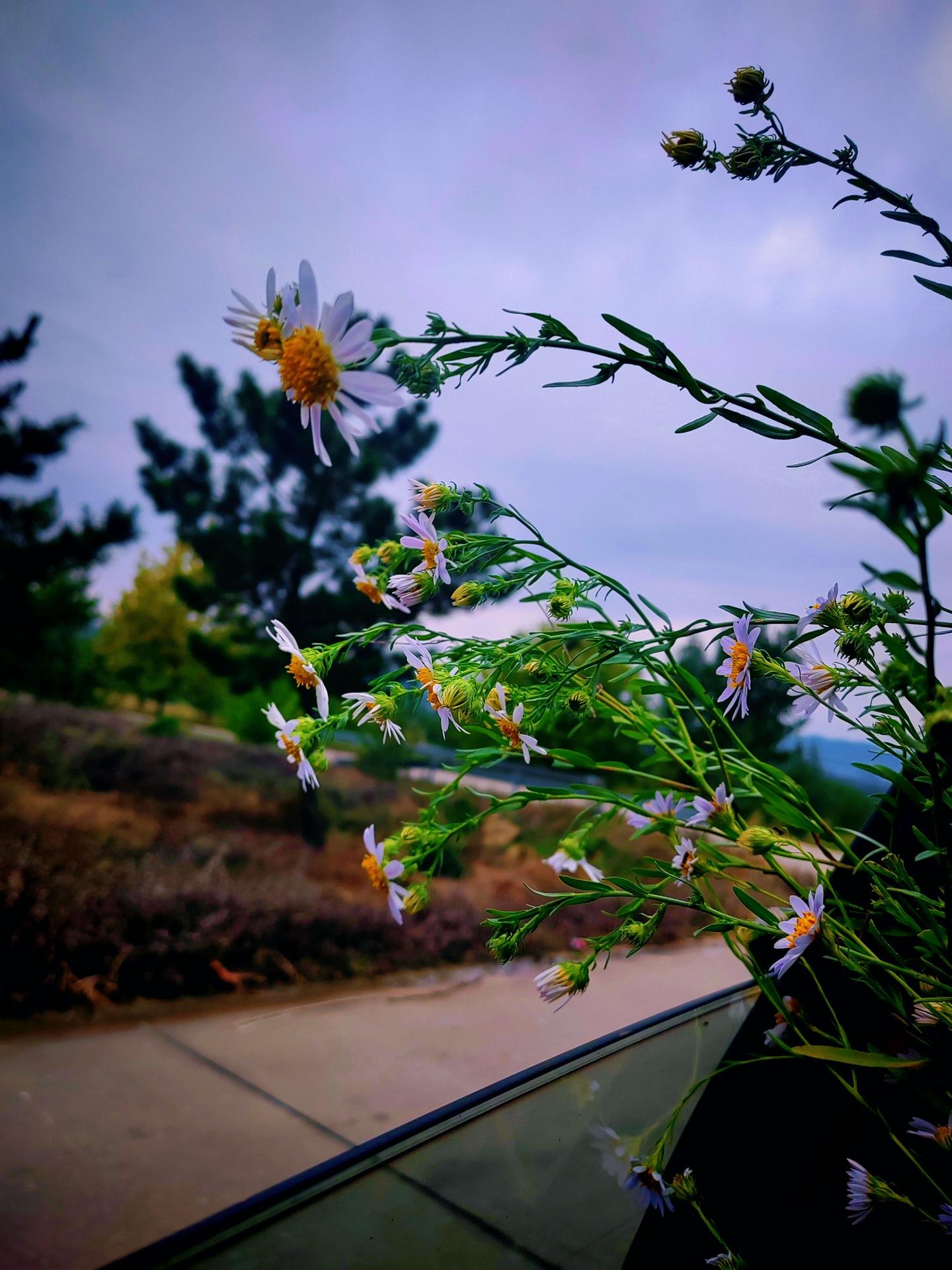 惊悉又一位中年男教师选择用自杀来诀别这个世界，甚是惋惜悲痛，也恨他抛弃...