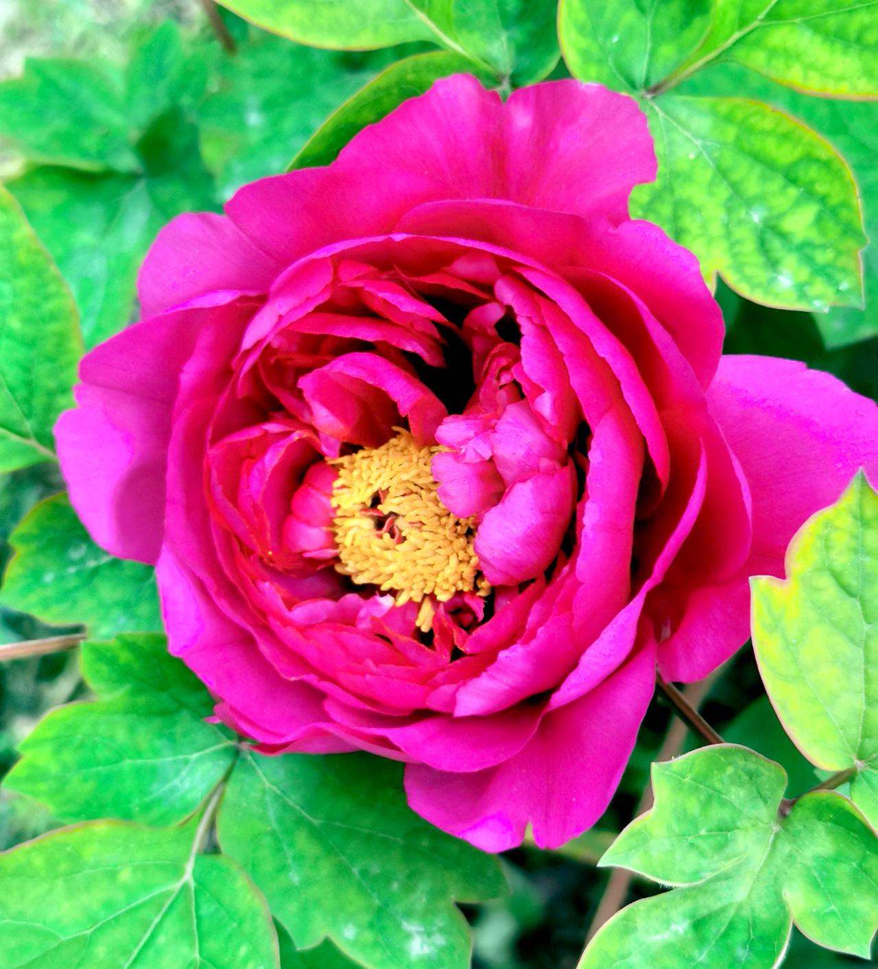 汉中天汉文化公园盛开的牡丹花