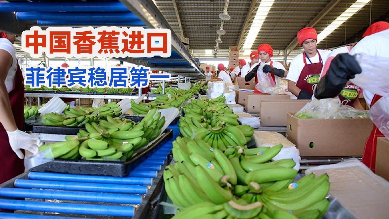 菲律宾达沃，香蕉协会高层痛斥断供：中国切断30万蕉农生计！
蕉农还在田里挥汗如雨