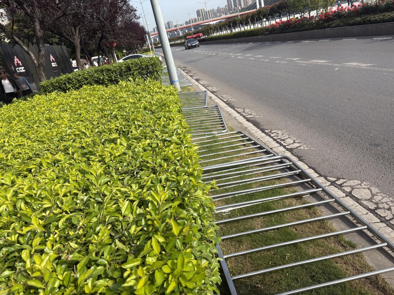 春日生活打卡季滨江路上，似乎正准备装上铝合金栏杆。这些美丽宽大的花台本就形成了一