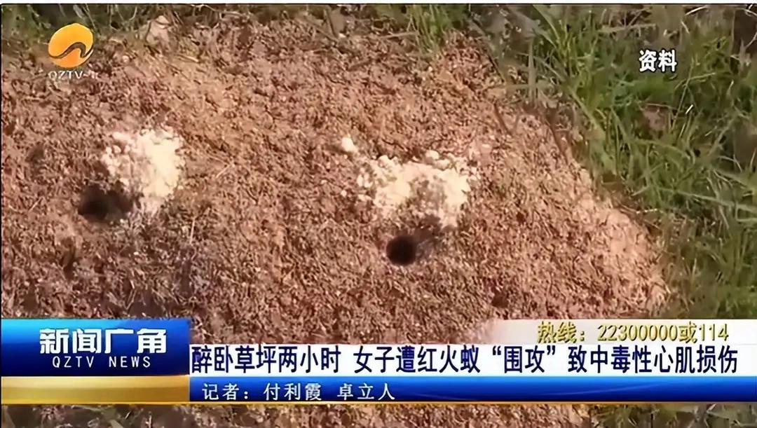 “醉酒女子被红火蚁捡尸！”7月15日报道，福建泉州，一女子喝醉了酒，直接醉倒在了