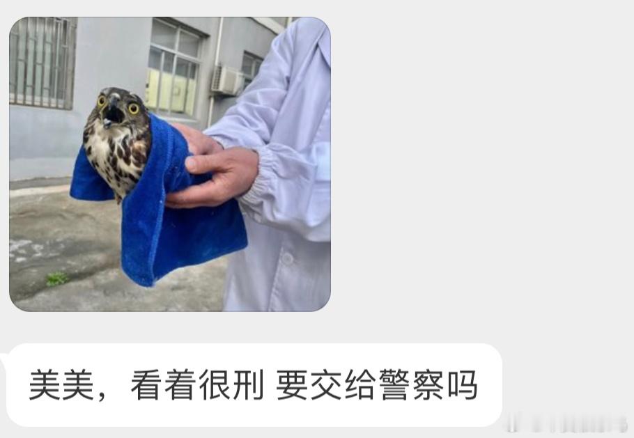 一脸惊恐的【凤头鹰】二级保护鸟类，飞不了就得交给警察叔叔了🙊 ​​​