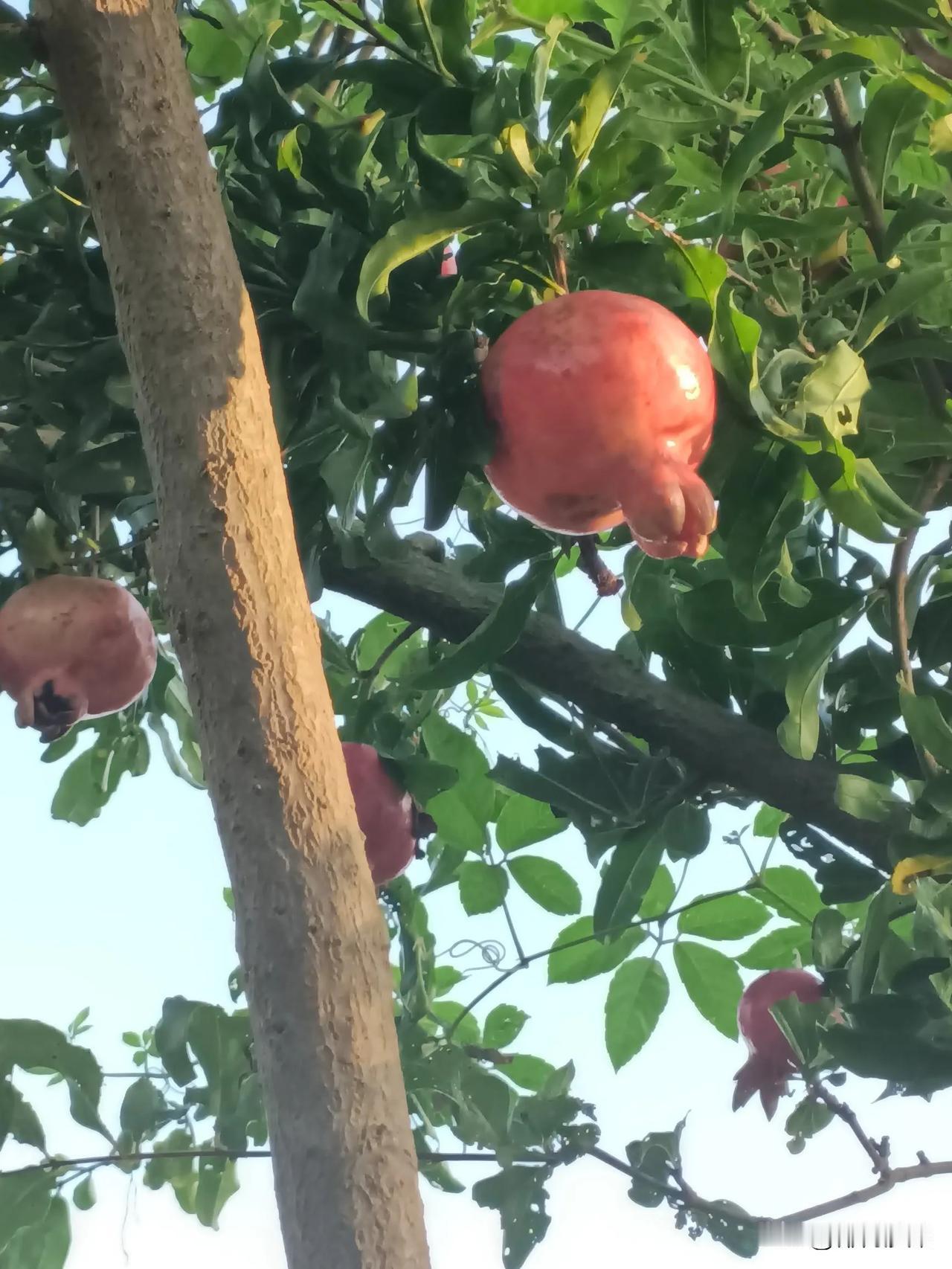 
   
火红灯笼挂树梢
金黄桂花香满园
西风萧瑟气爽天
潭水无声惜睡莲
昨日蝉