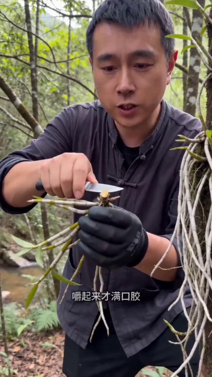都是喝山泉水长大的，你看这根系紧紧抱着树皮，不施肥、不打药。只有这样的石斛嚼起来