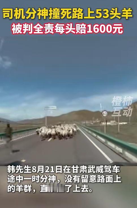 甘肃一男子驾车撞上羊群致53只羊死伤，交警判定其全责，与羊主人协商后按每只羊16