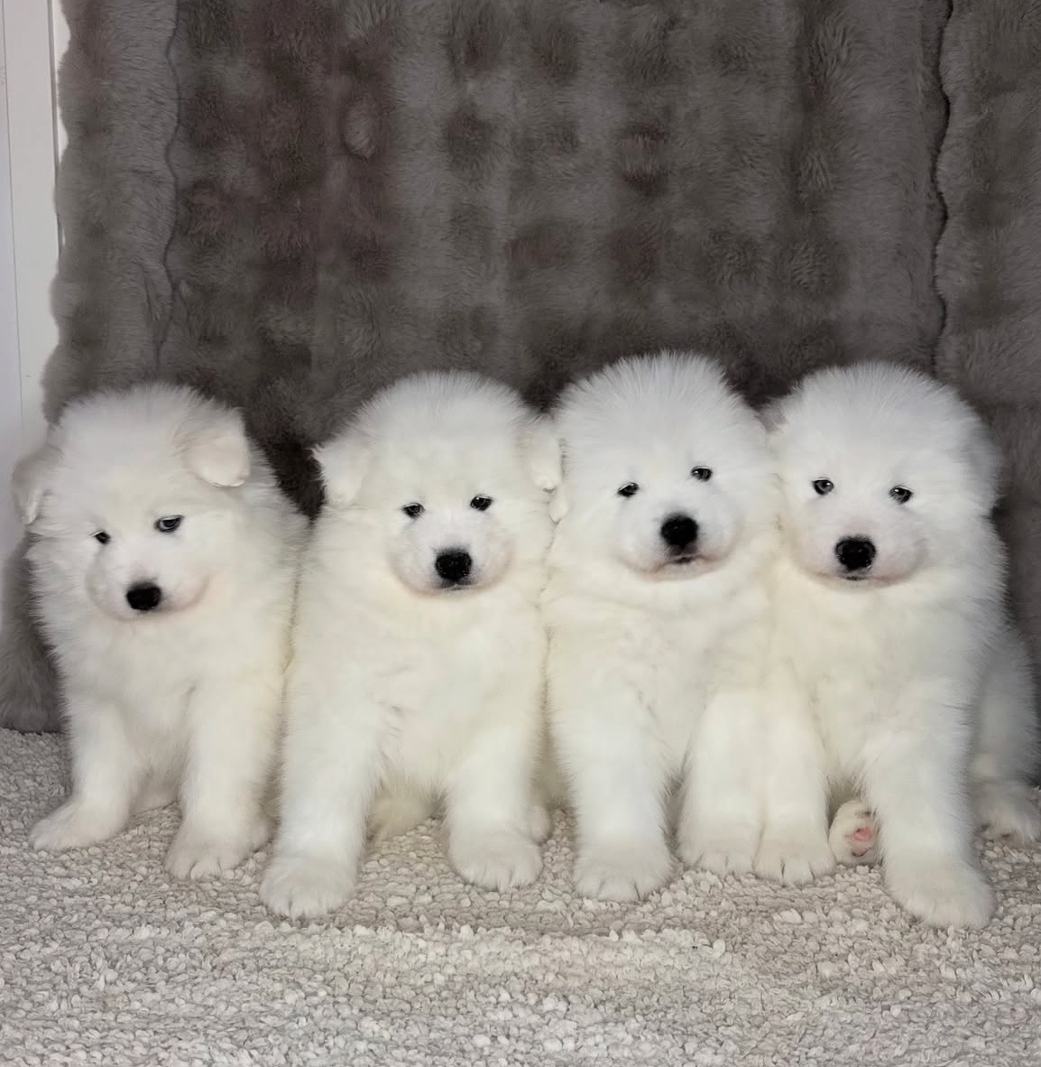 大家好，我们是萨摩耶F4 