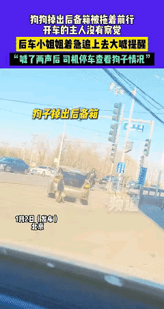 笑不活了！近日天津，女子开车时瞧见前车后备箱开着，里面坐着只狗狗，还跟她笑着摆手