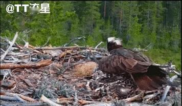 乌鸦的智商在动物中排行应该是个位数，它能借用自然界的工具寻食，也懂得36计中的“