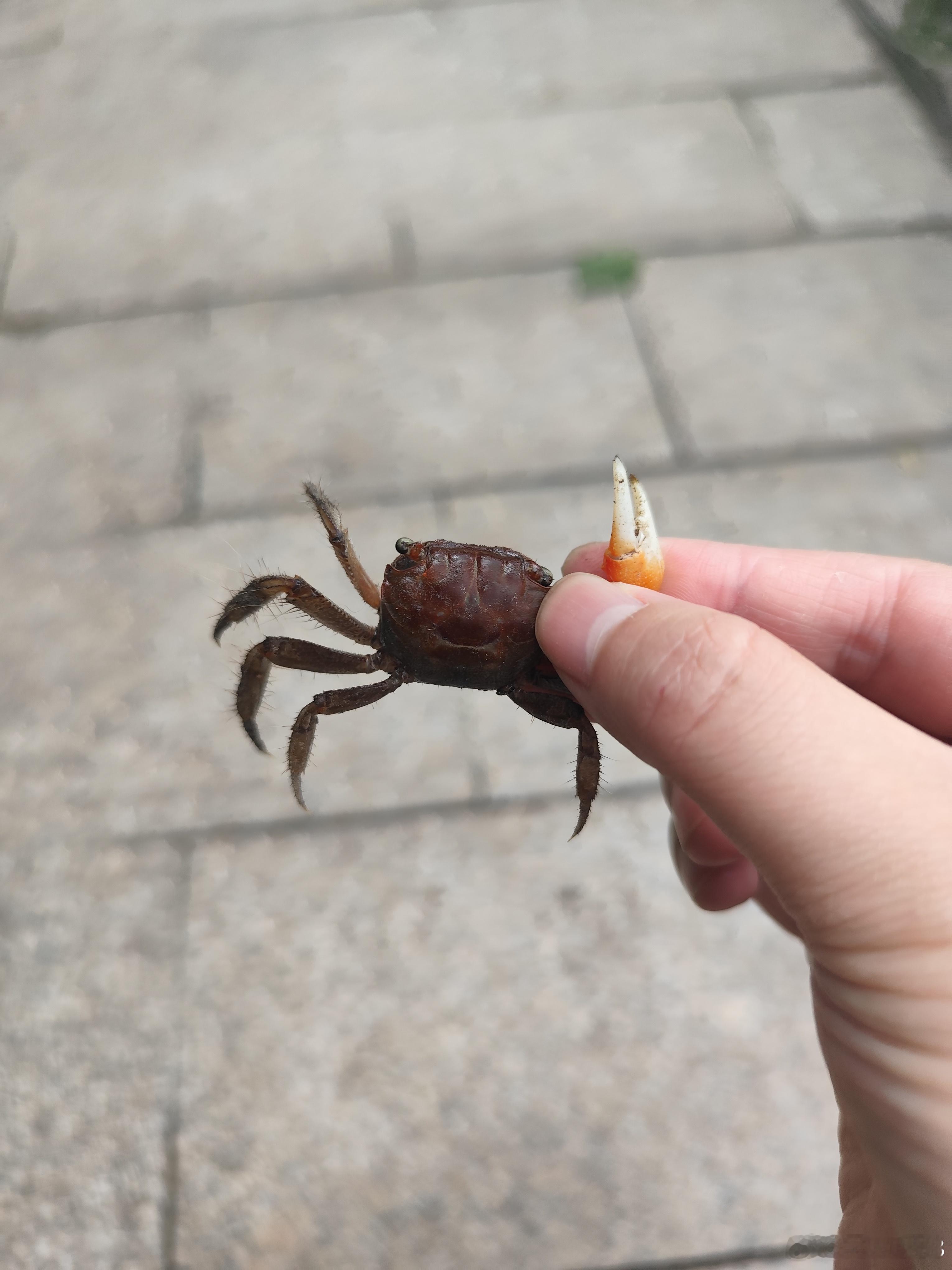 今天又偶遇了小螃蟹，最后还是放生。 