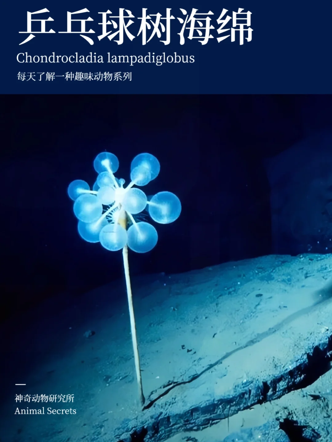 每天了解一种趣味动物👀乒乓球树海绵
