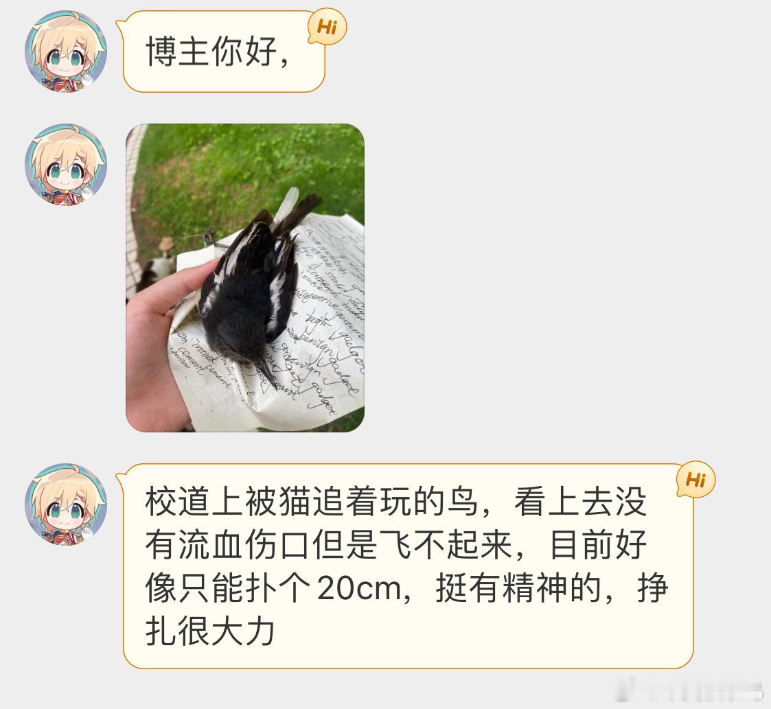 #野生动物与流浪猫# 被猫抓伤的【鹊鸲qú】还好被及时发现，不然它就只能被流浪猫