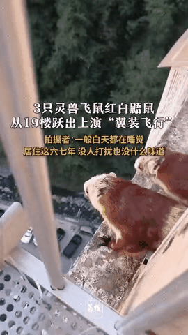 你绝对想不到，住在陕西安康的一位男子某天在阳台看到了神奇一幕：窗外居然有三只红色