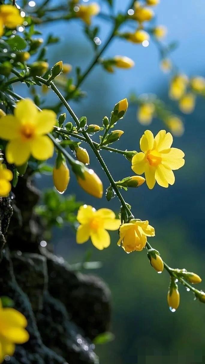 春天第一束鲜花开放
春天真的来了

雪花还在飘，
北风还在叫。
冰封覆大地，
迎