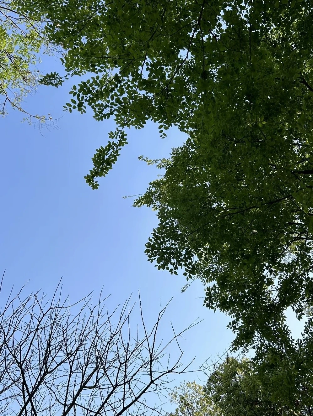 在树和天空里，找找精神保护区