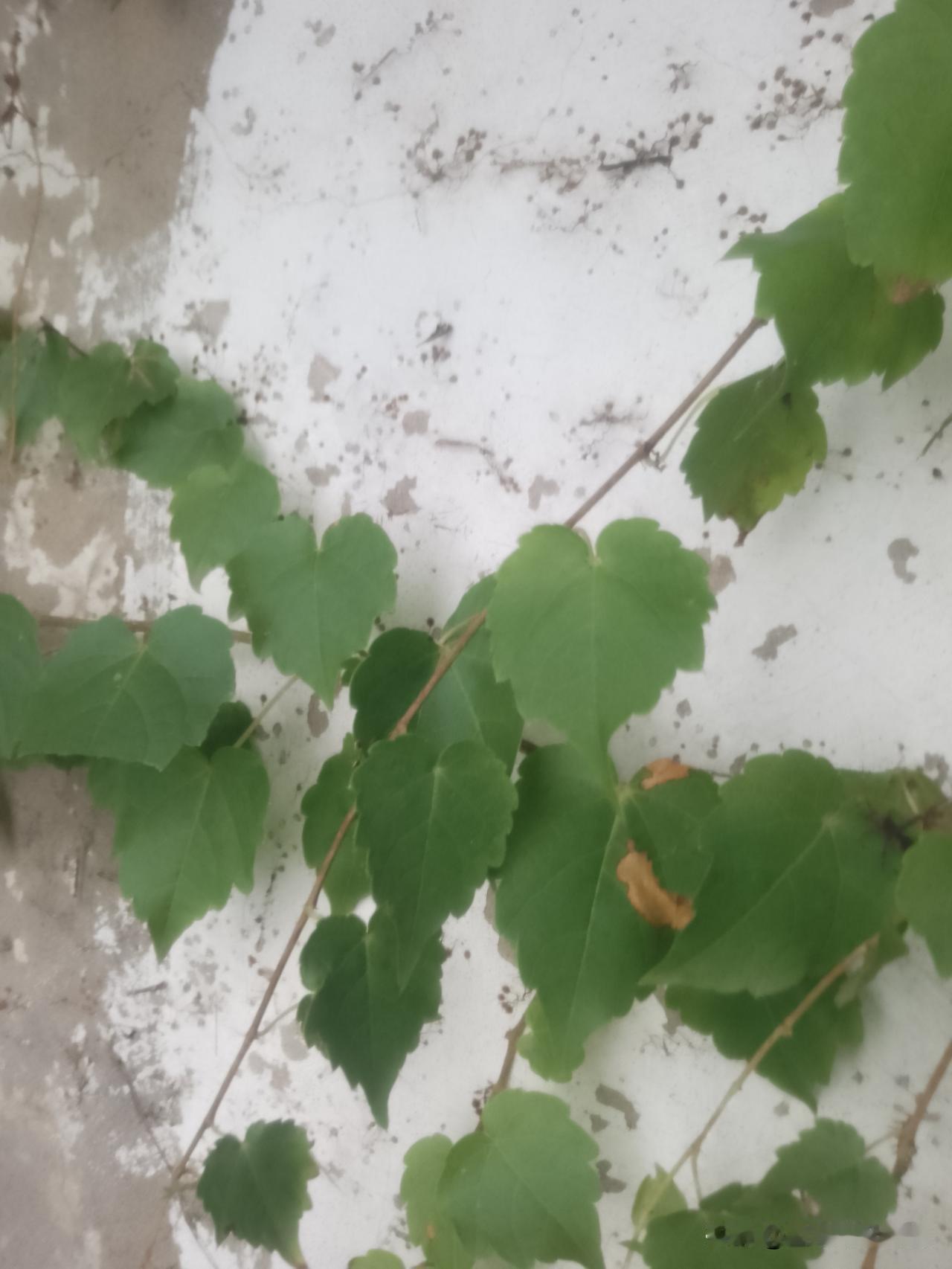 没有骨针，没有纺织机，人类怎么穿上衣服的？
一，我检索了一下苏美尔，古埃及，古希
