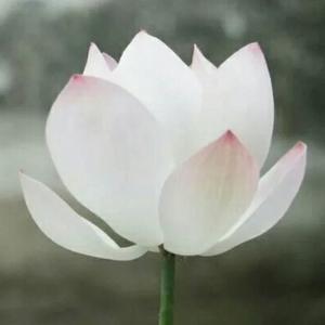 你是她女儿，还是一个活人？
“敢交外国男友就别回来了。”
电话那头，母亲扔下这句