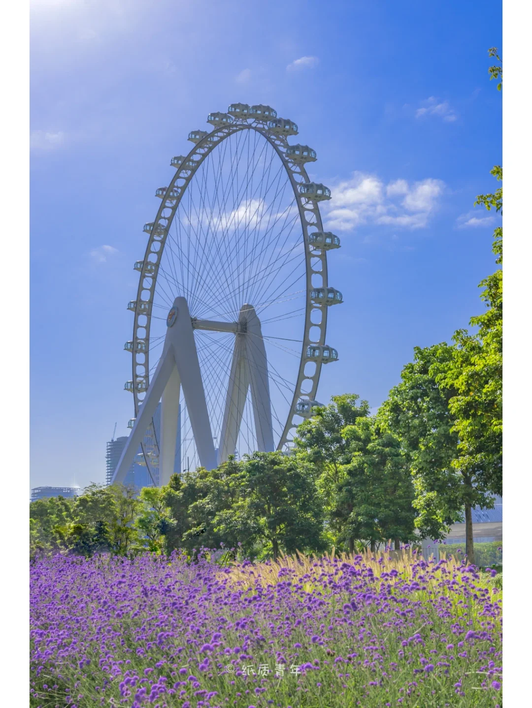 🎡摩天轮和紫色梦幻同框，真的有被浪漫到💞