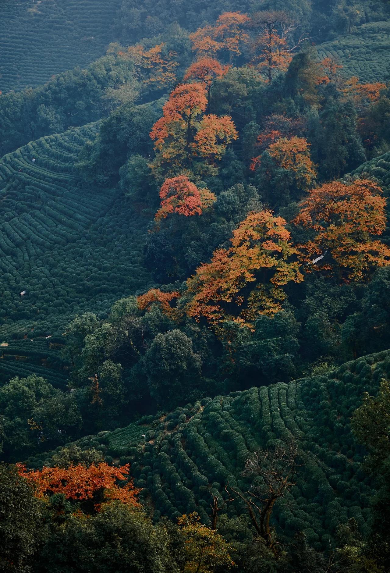 十里琅珰秋天最喜欢的一段路
从梵音亭到三岔口
俯瞰茶山、村庄与各色树木
一些路段