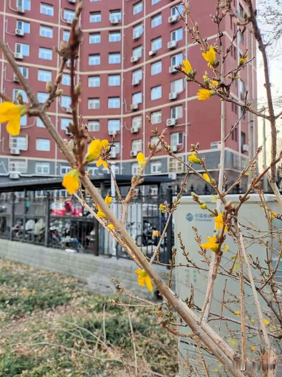 美丽的错
连翘感知气温暖，
错把仲冬当春天，
剩叶数片未落尽，
黄花迎风已绽满。