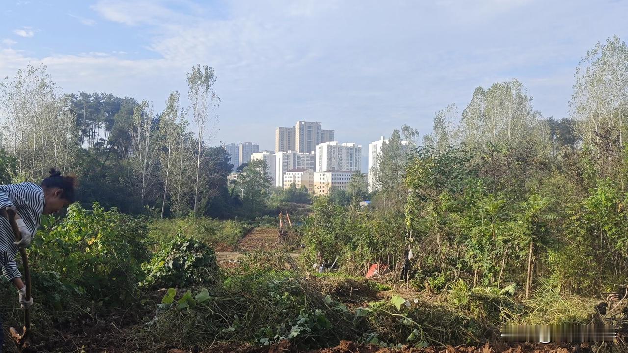 #秋日生活记录#
上联:天际晴云舒复卷
下联:岸中柳絮去还来
         