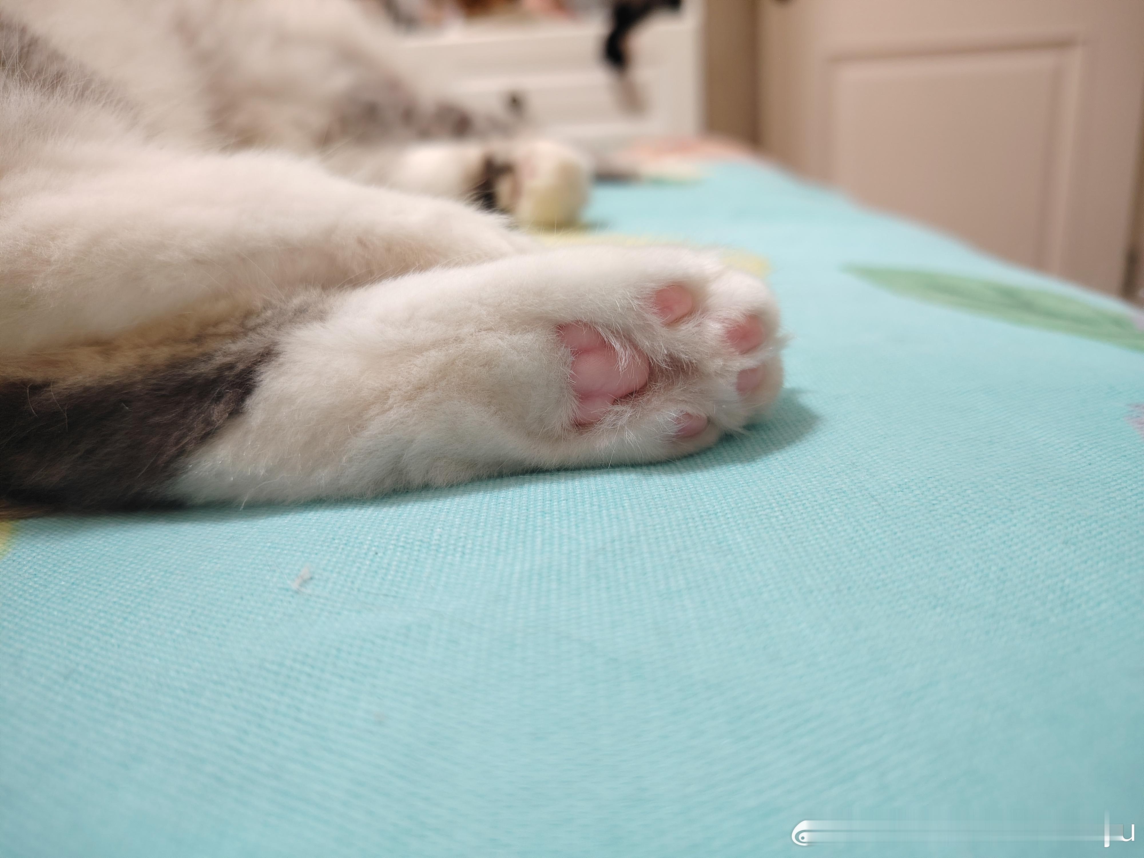 最近感觉小猫呼吸好像有点不正常，感觉是腹式呼吸，查了一下又感觉我家咪好像有点贫血