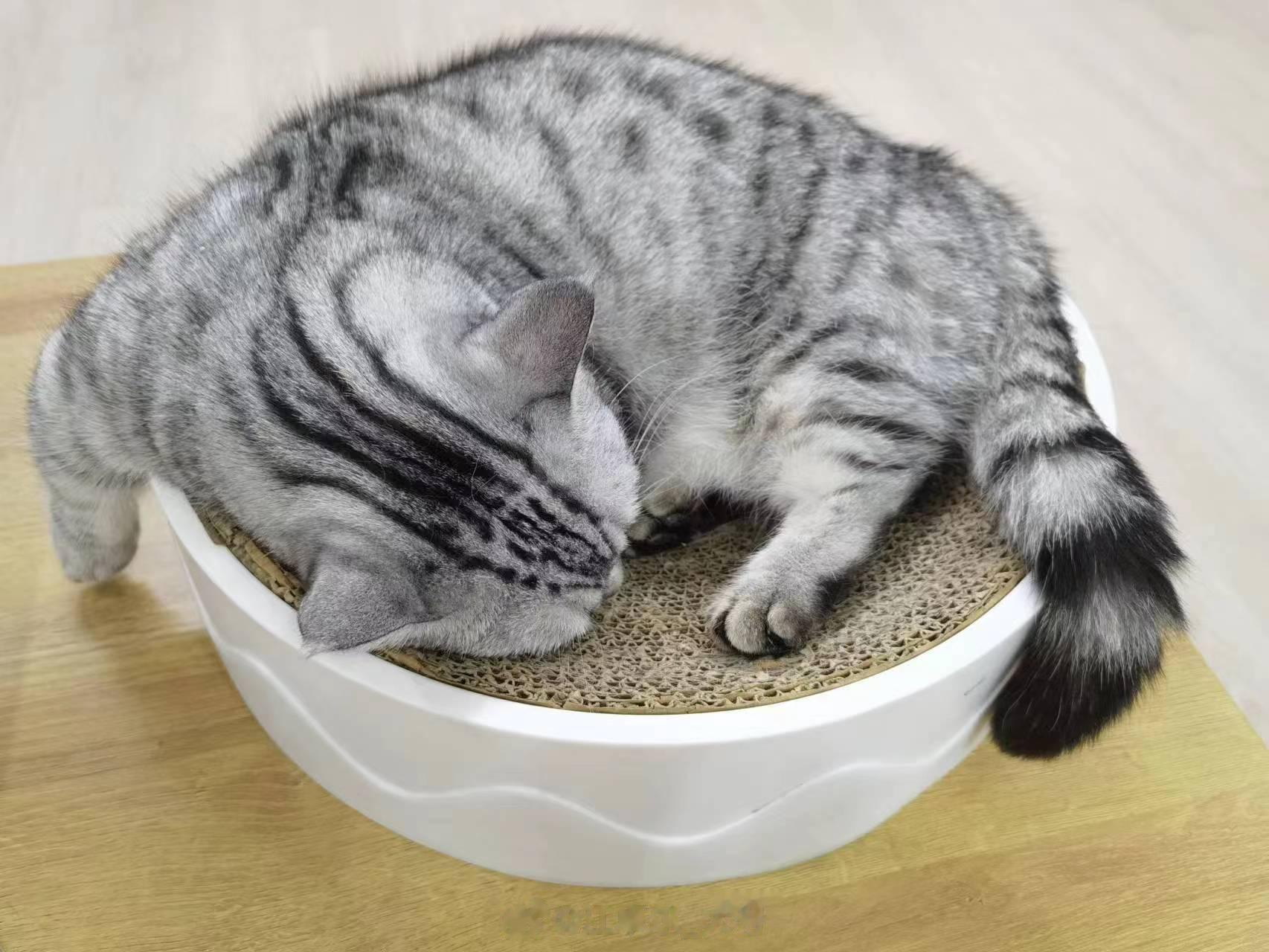 桌上一碗猫的睡姿 [笑而不语]上一张一碗猫的照片：