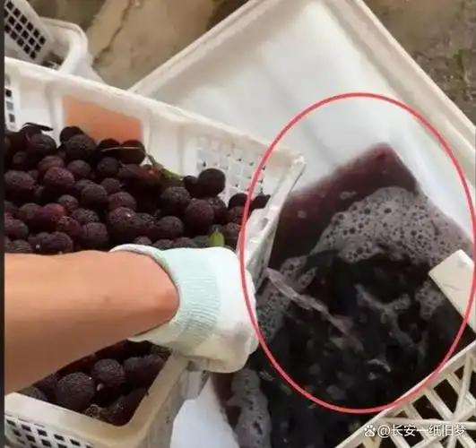 黑心药水泡制流入全国市场，百年地理标志浮宫杨梅翻车，严查整治难掩行业信任崩塌，万