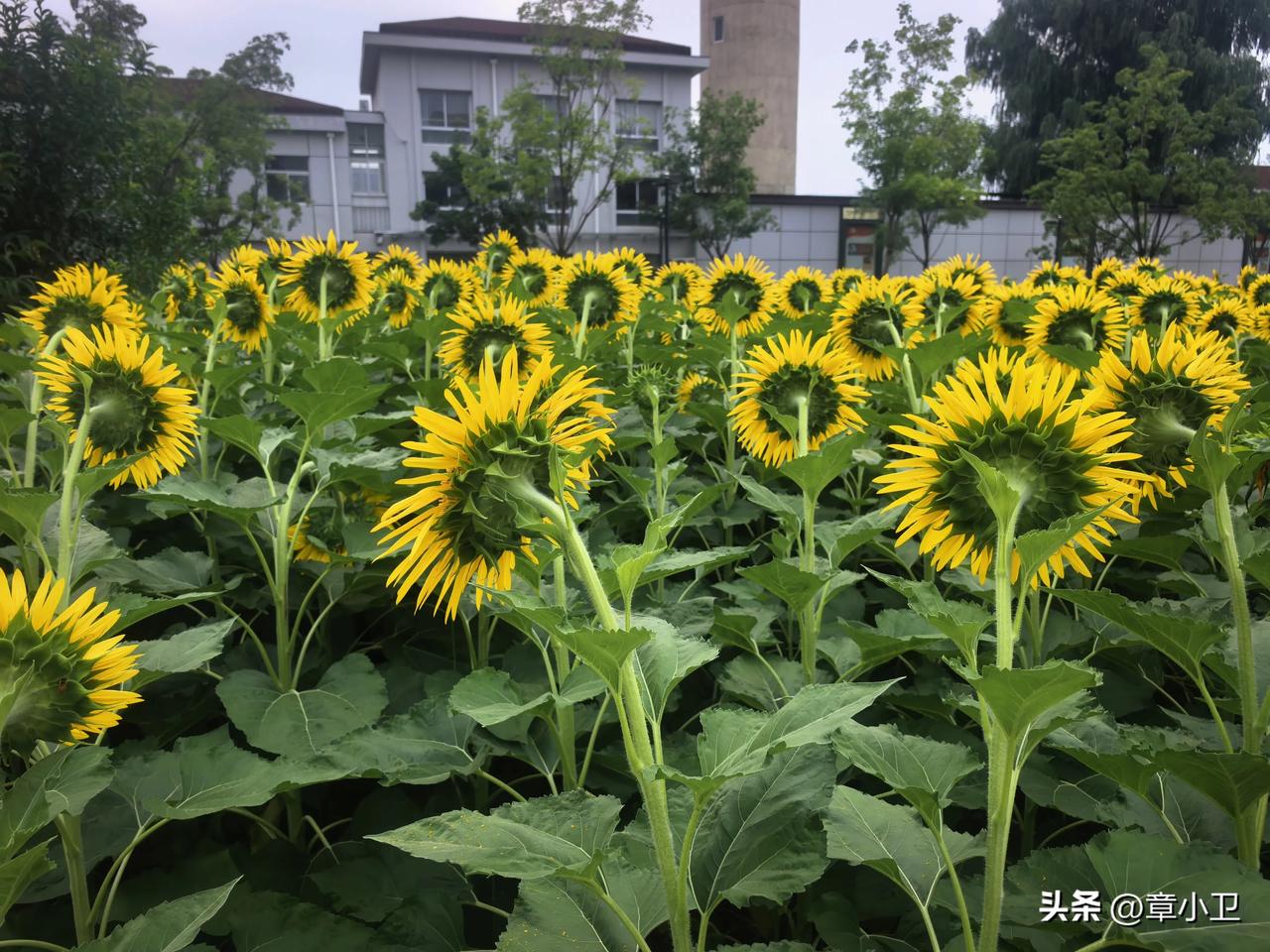 每次经历不同的人和事，我们都会明白一些道理，有所收获，有所成长。踏实过好当下的每