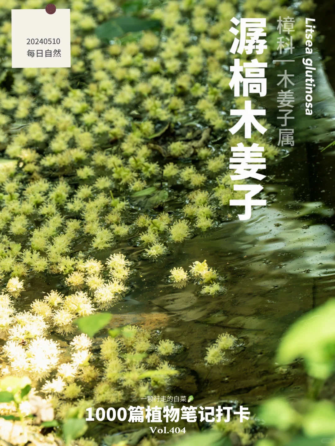 偶遇桃花源，遇见一片花的海洋