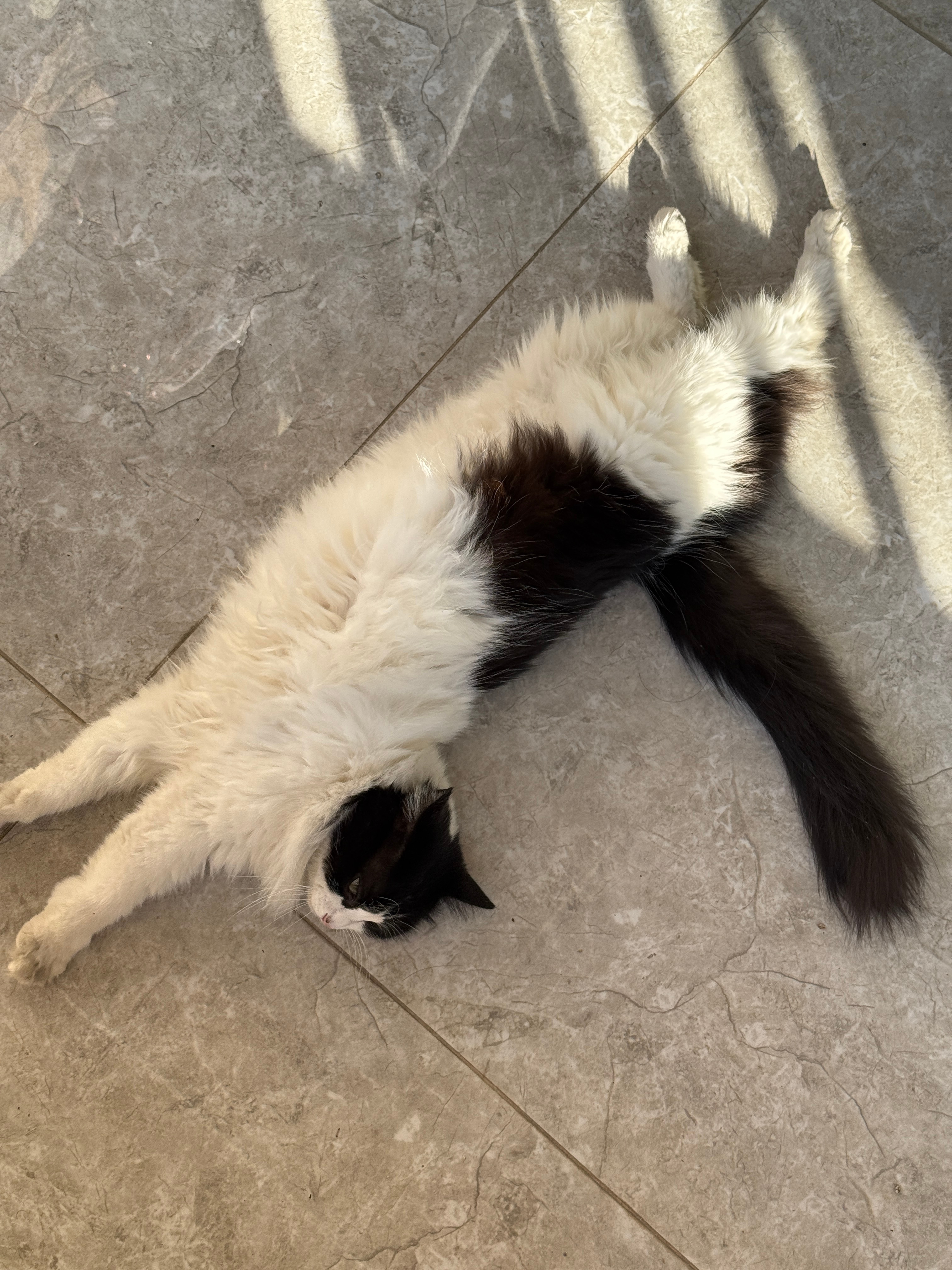 小家伙比较亲我，明明是我老婆对她更好，天天给她梳毛，每次给她把碗碗加最满。而我，