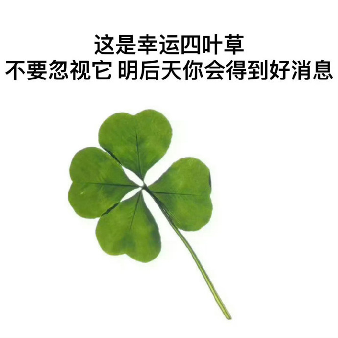 幸运四叶草🍀很灵 但是你要接！ ​​​