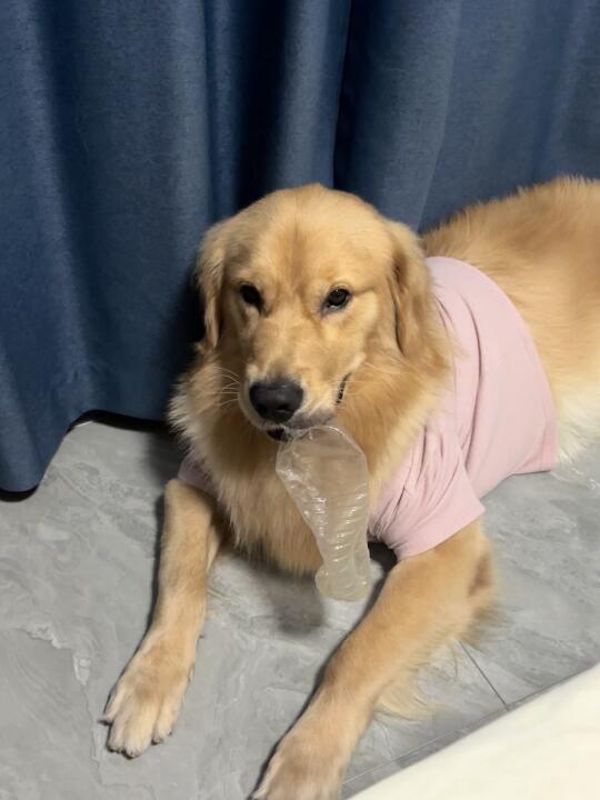 宝宝你是一只烈性犬